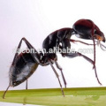Extrait de fourmi noire Poudre 10: 1
